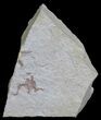 Ophiopetra Brittle Star - Solnhofen Limestone #6149-1